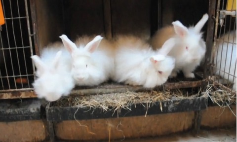 Why did we call it "Angora"?